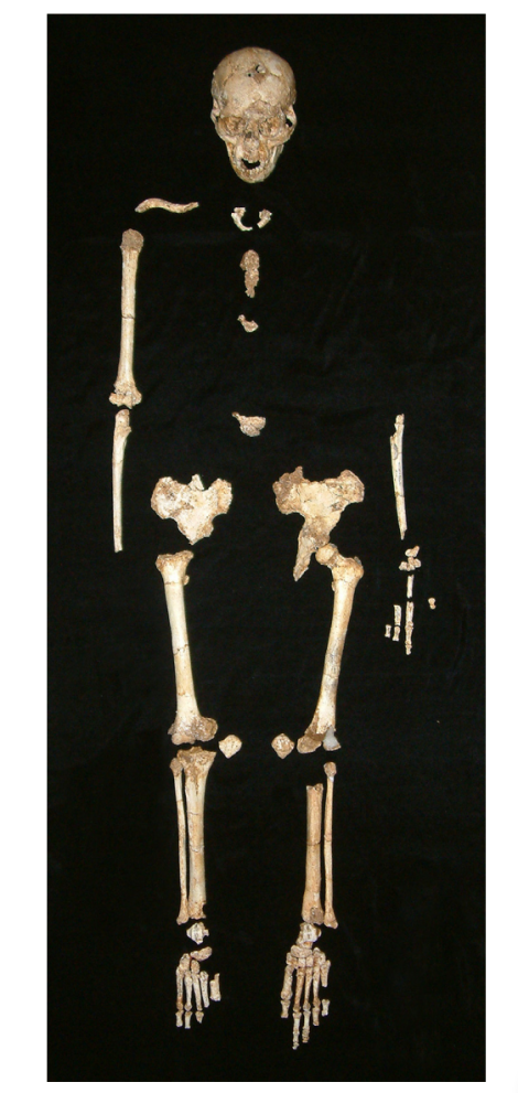 Homo floresiensis morwood 2009